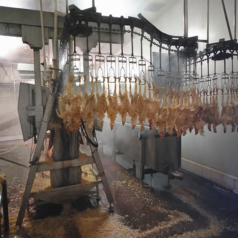 Halal Poultry Automatic Chicken Slaughtering Machine 300BPH To 10000BPH