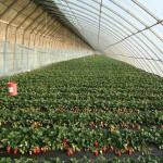 US Currency Commercial Tomato Planting Sunlight Greenhouse for Optimal Crop