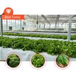 Vegetable Production Agricultural Seeds Strawberry Greenhouses Multi Tunnel
