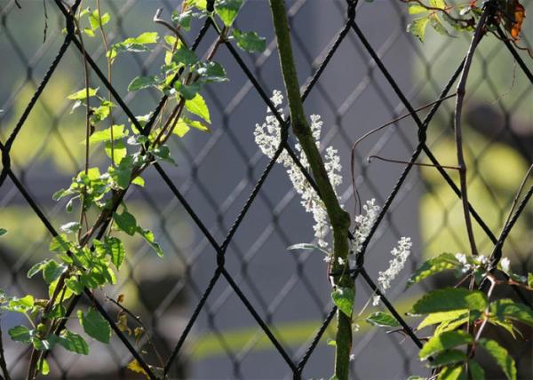 SUS304 Stainless Steel Cable Trellis / Vertical Fence Wire For Climbing Plants