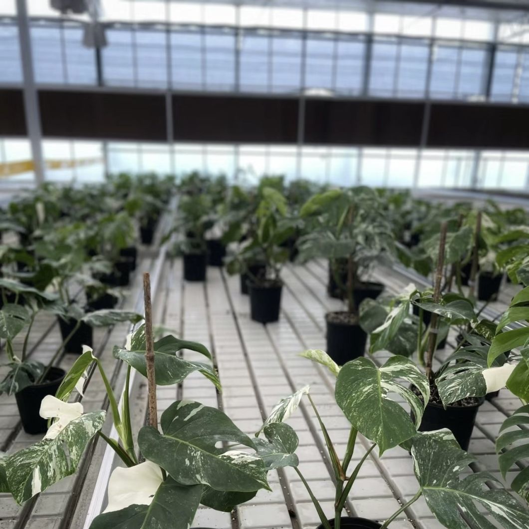 Innovative Hydroponic Glass Greenhouse for Growing Vegetables