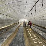 Side Ventilation Plastic Film Low Tunnel Greenhouse Single Span For Mushroom