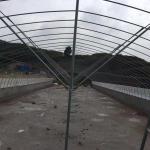 Double Arch Polyethylene Film Greenhouse Agriculture Multi Span Greenhouses