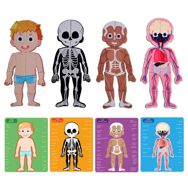 Cognitive Magnetic Educational Jigsaw Toys Jigsaw Human Anatomy Body Puzzles