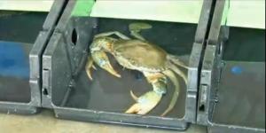 Quality Malaysia crab culture box. Breeding container &amp; box, combination of crab sing wholesale
