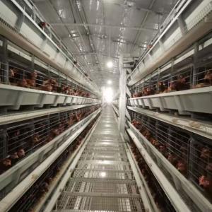 Quality H Type Battery Layer Chicken Cages Automatic Egg Poultry Farms 10 Tiers wholesale