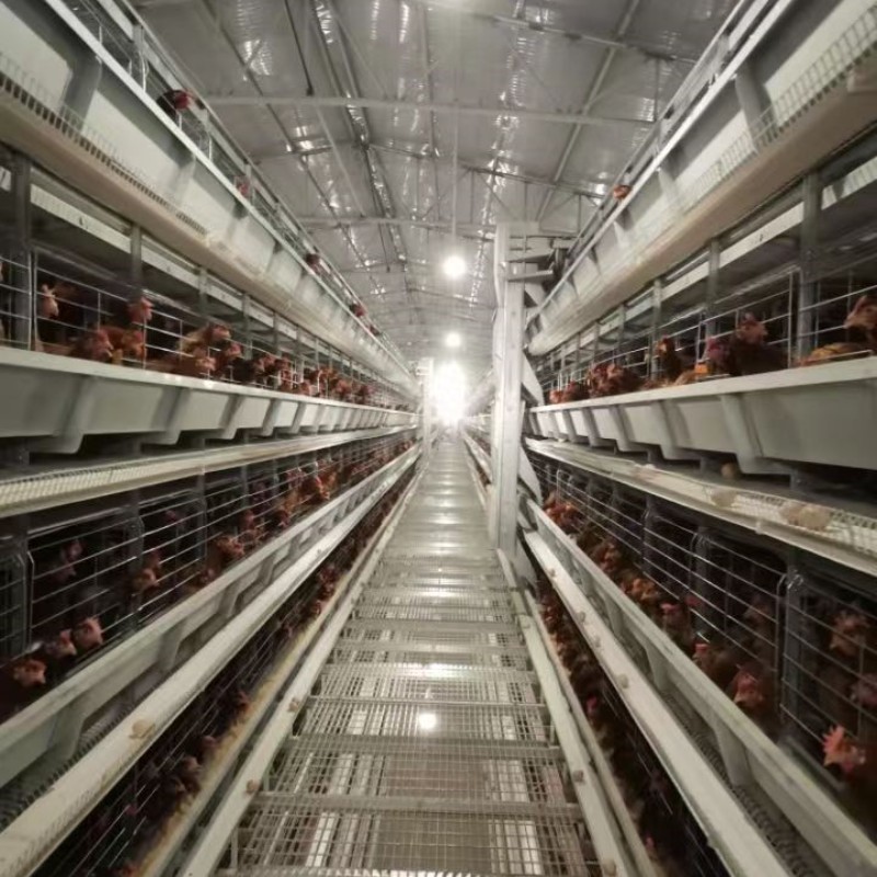 Coop Broiler Battery Chicken Cage Automatic Poultry Farm H Type 3 Tiers 4 Tiers