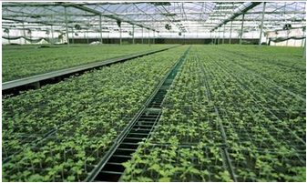 Economical European Polycarbonate Greenhouse with Roof and Side Ventilation Panels