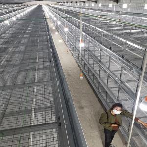 Quality Three Layers 60 Birds Baby Chick Cage Hot Dip Galvanized wholesale