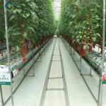 Commercial Tomato Growing Greenhouse Customized Size Rust Resistant