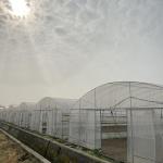 6m Agricultural Greenhouse Polyethylene Film Greenhouse For Flower Cultivation
