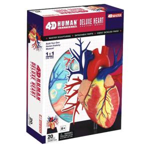 Quality 20 Parts 4d Anatomical Heart Model For Medical Teaching wholesale
