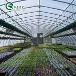 Single Span Greenhouse Mushroom Growing Equipment Covered with Transparent