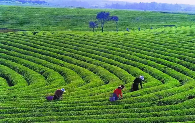 Aged Healthy Slimming Dark Tea Brick With Attractive Taste Refreshing