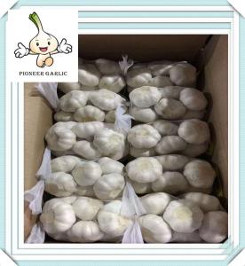 Quality Fresh Normal White Garlic and Pure White Garlic From Shandong wholesale