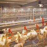 Modern Long Span Steel Construction Building High Capacity Prefabricated Poultry