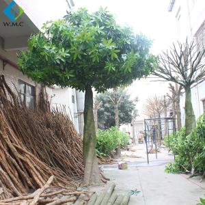 Quality 5m Artificial Tree Plant , Pachira Macrocarpa With Fiberglass Trunk wholesale