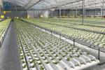 Plastic NFT Hydroponic Growing System PVC Gully For Greenhouse Planting