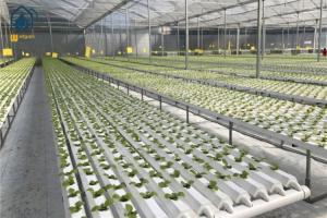 Quality Plastic NFT Hydroponic Growing System PVC Gully For Greenhouse Planting wholesale