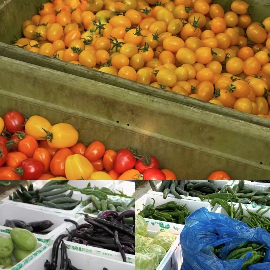 Sunlight Greenhouse Hydroponic Vegetable Production