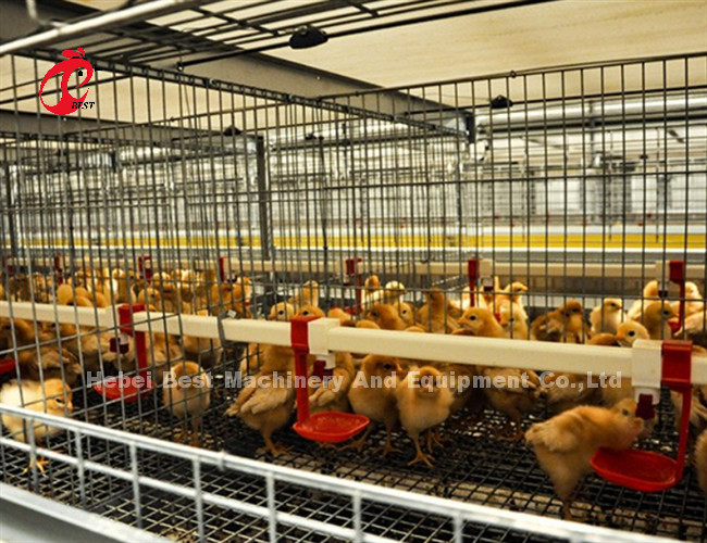 Commercial Broiler Chicken Poultry Meat Battery Cage System Ada