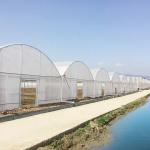 Multi-span Plastic UV Resistant Film Tunnel Agricultural Blueberry Greenhouse