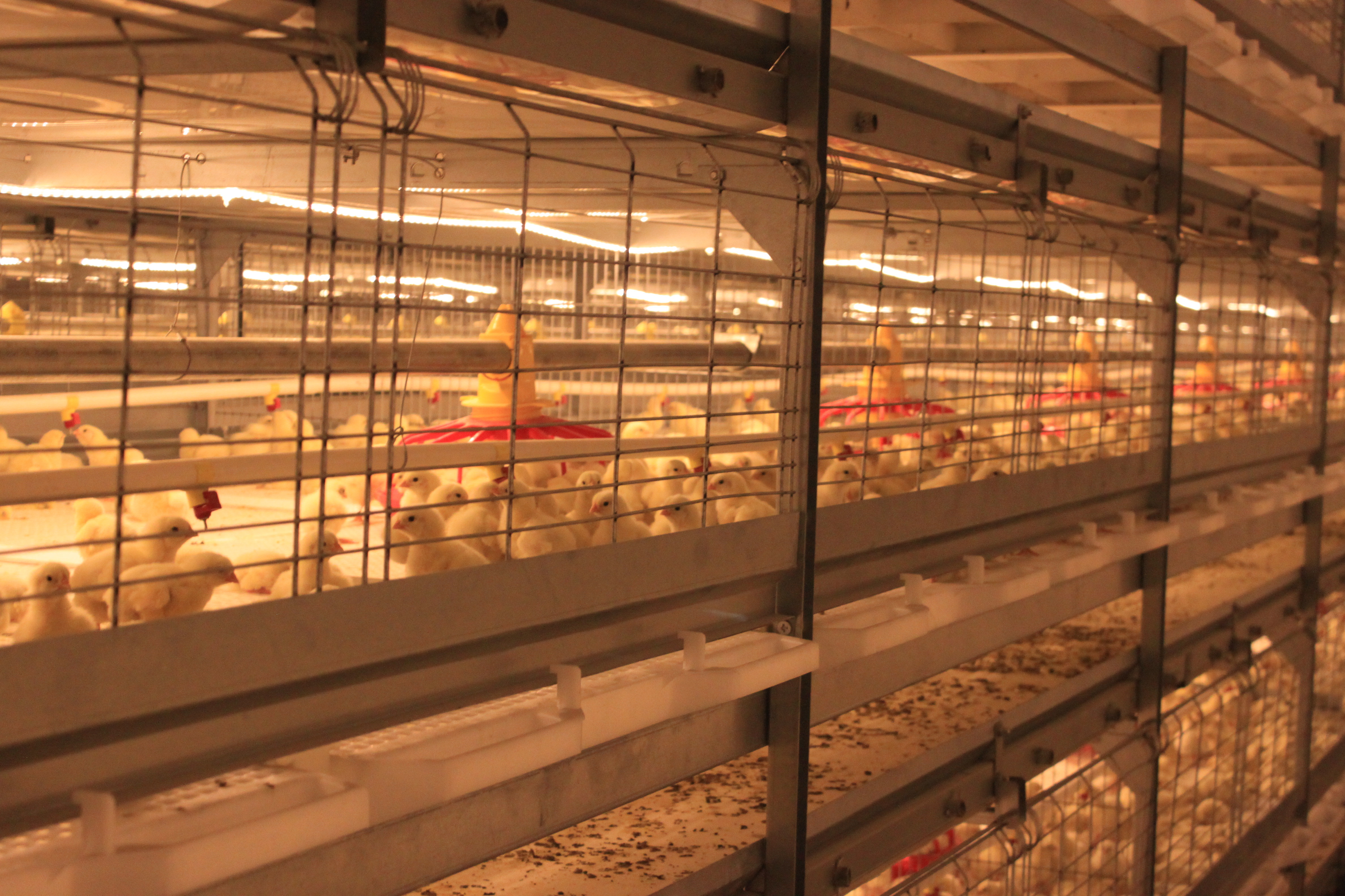 Galvanized Full Antomatic Steel Poultry Farm Shed Bird House Prefabricated