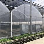 Tomato Poly Natural Plastic Film Greenhouse / Polyethylene Foil Greenhouse