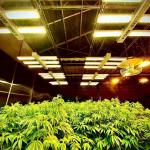 Large Tunnel Blackout Polyhouse Light Deprivation Agricultural Greenhouse