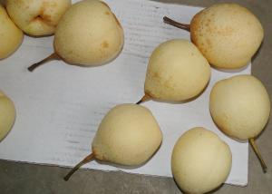 Quality Farm Chinese Ya Pears wholesale