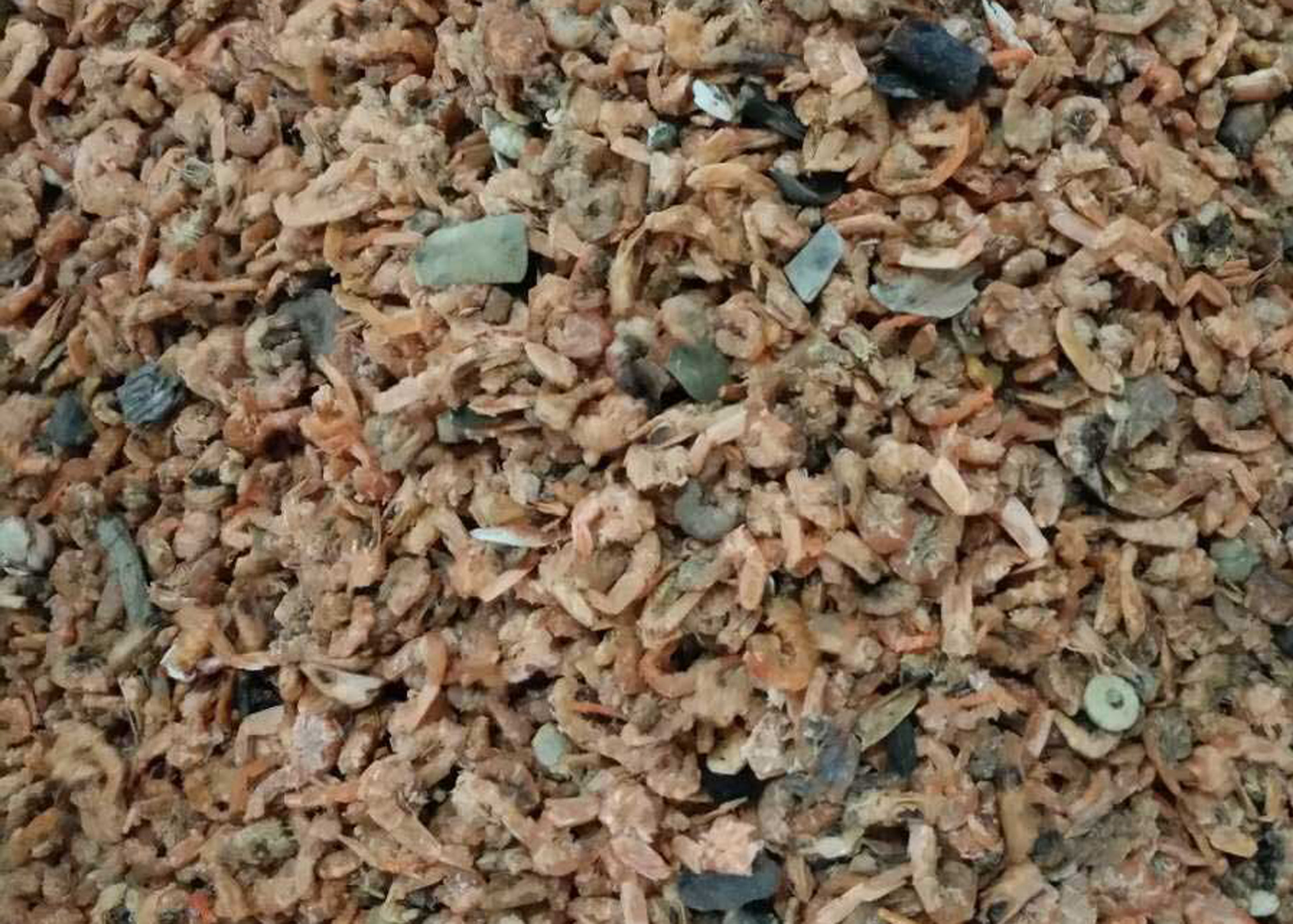 Shrimp Belt Tea Colour Sorter Machine Seafood Shrimp Separate Machine