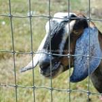 Pressure Treated Wood Type Field Fence for High Tensile Goat/Cow/Deer Fence on