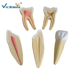 Quality 19x16x11cm Dental Study Models wholesale