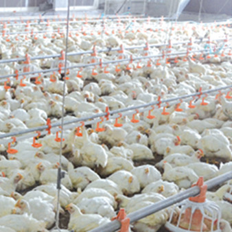 Dia 45mm Galvanized Chicken Nipple Drinker System