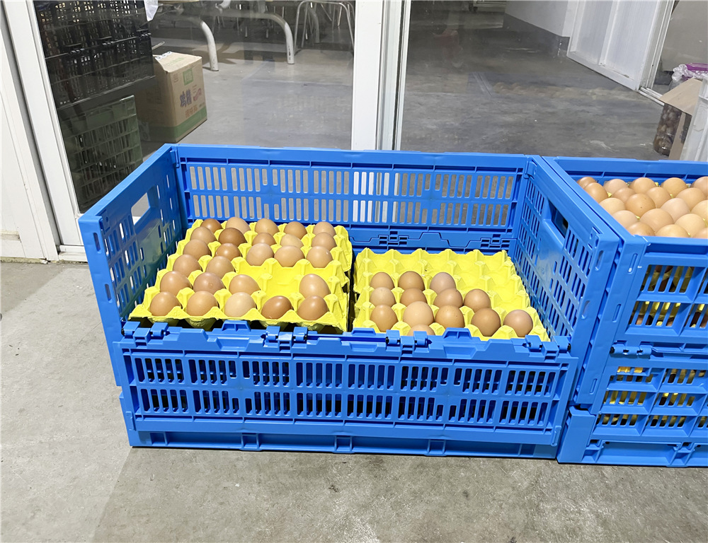 Foldable and Collapsible Egg Crate Meshy Box for Convenient Egg Transportation Solutions
