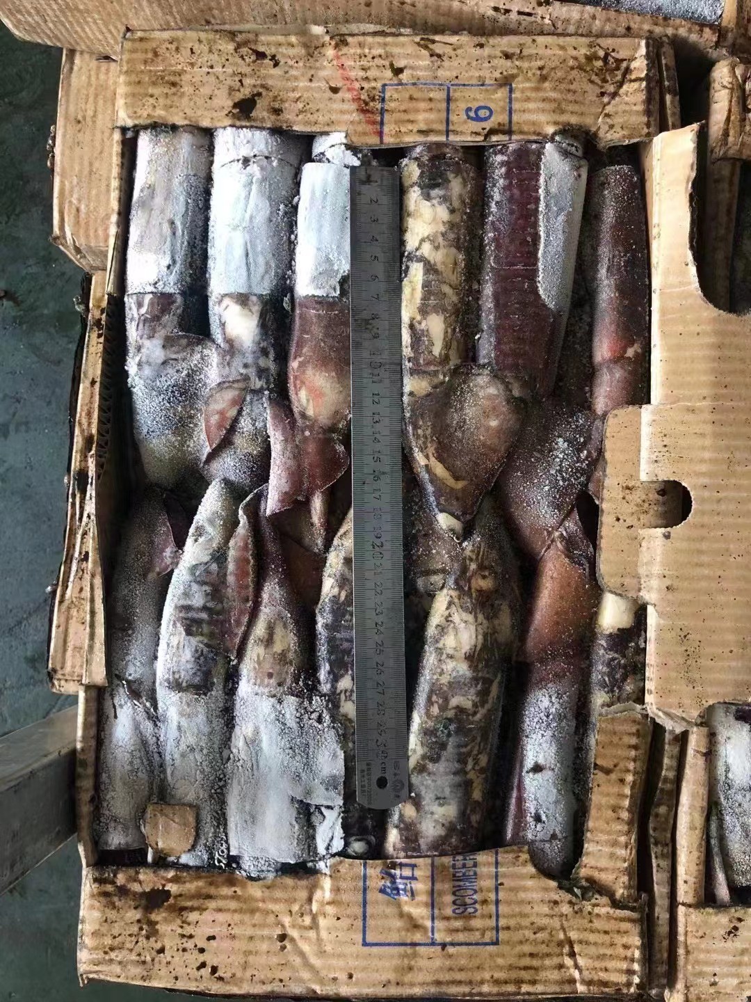 Good Color Whole Round BQF Frozen Indian Squid 100 - 300g