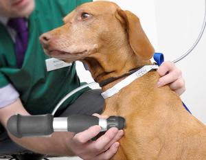 Quality Veterinary Chiropractic &amp; Animal ESWT Machine Acoustic Wave Massager wholesale
