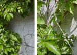 Architectural Facade Wire Rope Plant Trellis Climbing Support Yard Decoration
