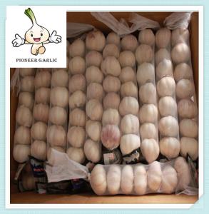 Quality 5.5cm FACTORY PURE WHITE FRESH GARLIC Fresh Garlic Supplier In China wholesale