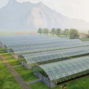 Quality Full Payment Commercial Greenhouse for Tomatoes and Strawberries in Water Pipe Tunnel wholesale