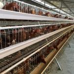 Q235 Standard Steel Layer Chicken Cage Hot Dipped Galvanized