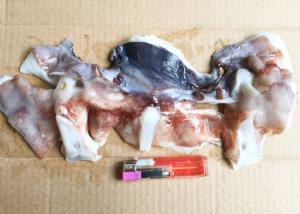 Quality 2-005 Giant Sea Squid Bqf Freezing Thailand Market 20kg Net Weight wholesale