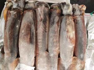 Quality Whole Round BQF 400g 600g Good color Argentina Frozen Illex Squid wholesale