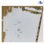 Tamper Evident Eggshell Label Sticker Flimsy Paper / Destructible Paper