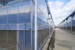 Modern Multi Span Agricultural Greenhouse PE Film Commercial Greenhouse