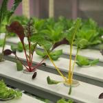 Steel Cover Leafy Greens Container Greenhouse For Customization
