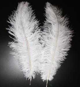 Quality Hat Decoration Millinery Feather Small Ostrich Plumes Feather for Events wholesale