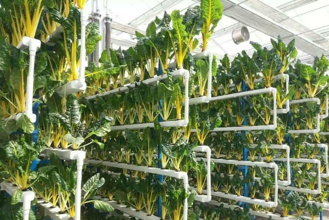 Film Greenhouse Hydroponic Setup for Efficient Farming