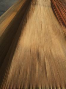 Quality sell PLB veneer wholesale