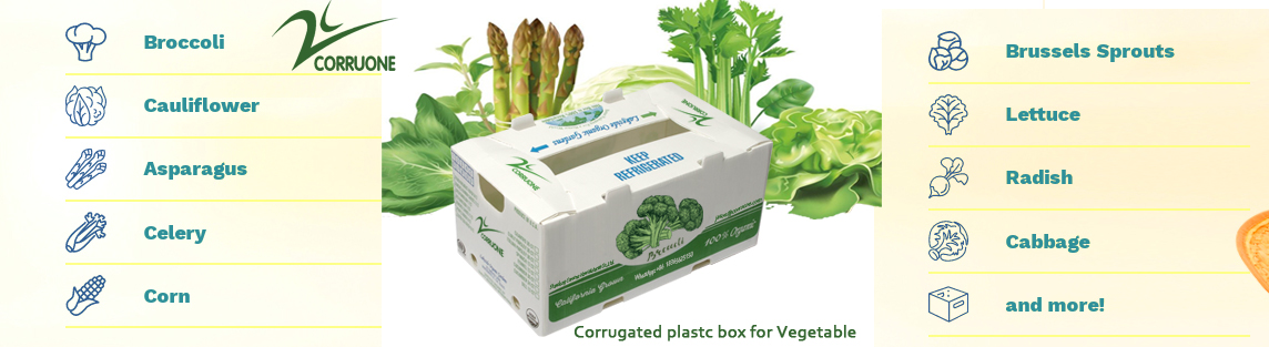 PP Corrugated plastic box vegetable fruit box